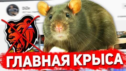 Главная крыса