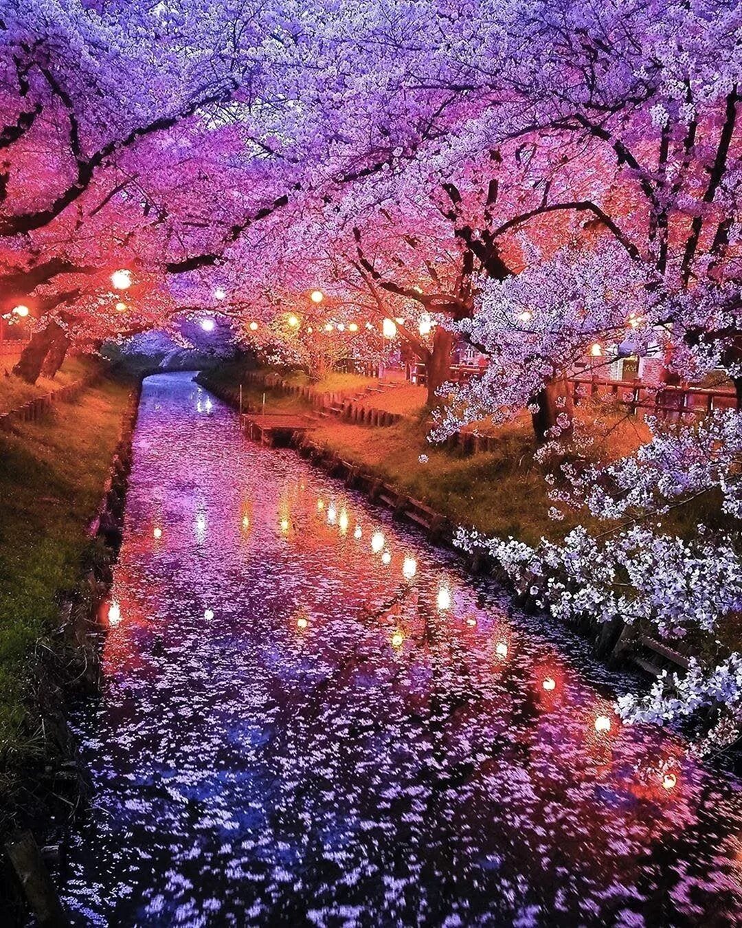 Blossom in my moonlight