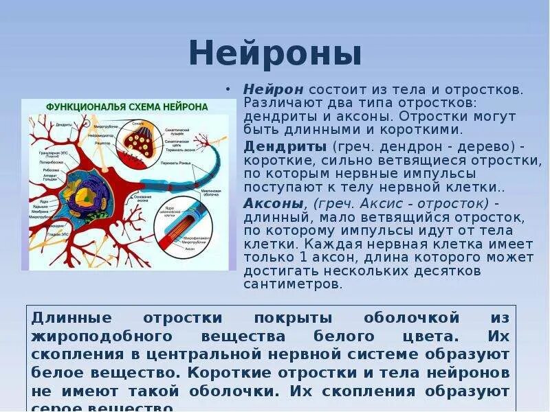 Длинный отросток нервной клетки. Ядерные поры функции. Укажите основные части нейрона и их функции:. Функции коротких и длинных отростков нейрона. Нейрон состоит из тела.