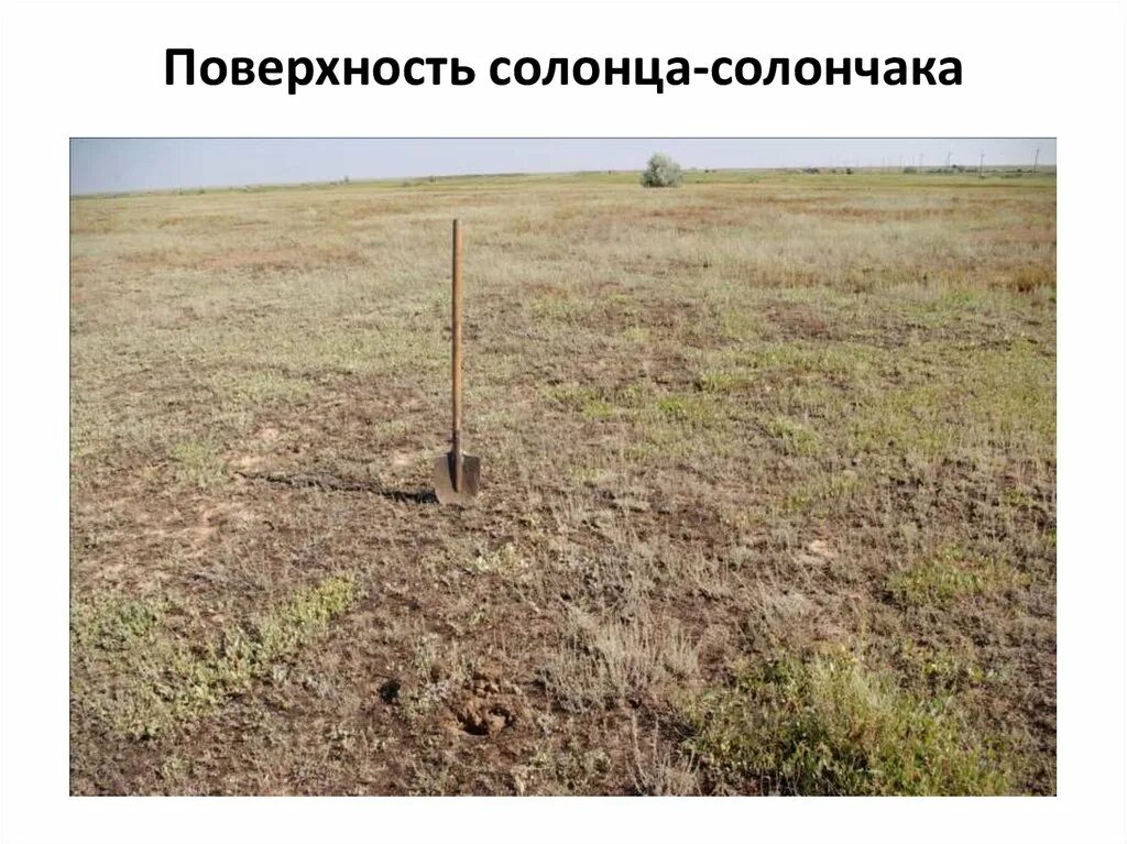 Засоленная почва образующаяся при понижении уровня 7