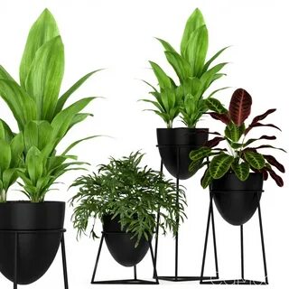 Try plant