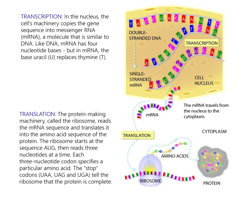 Protein Synthesis DNA. DNA Transcription. Translation MRNA. DNA RNA Protein. That makes me перевод