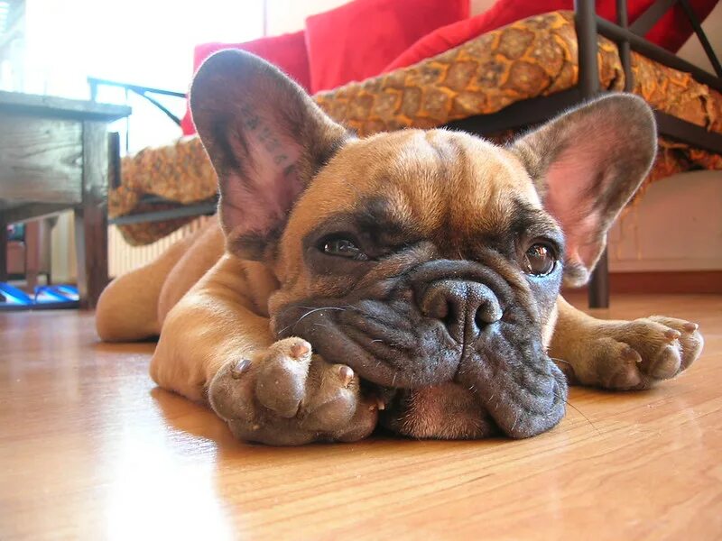 Вы само совершенство от улыбки. Надпись ты само совершенство. Смешные собаки фото с надписями. Ты само совершенство. Вы само совершенство от улыбки.