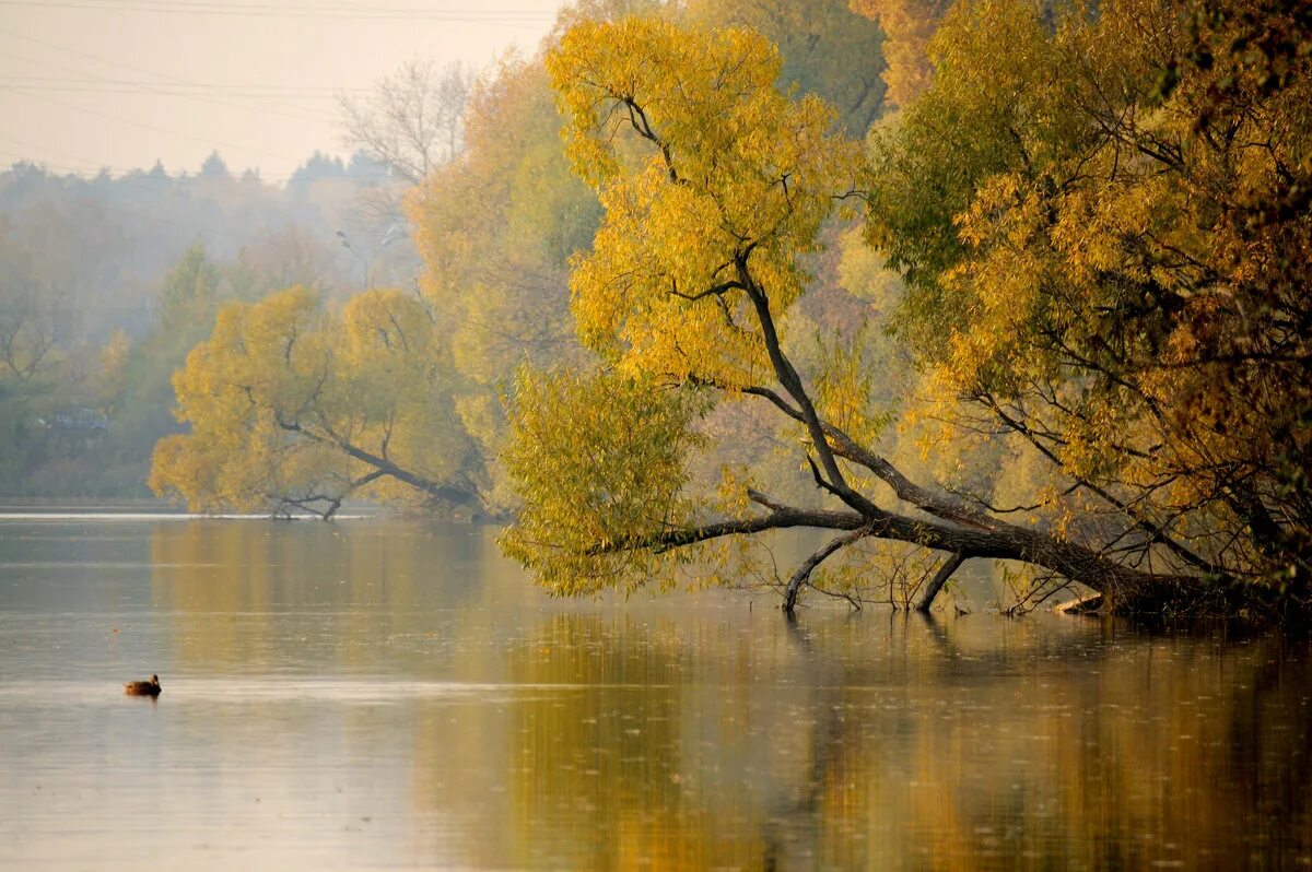 Родной край осенью. Река Кубань осенью. Осенний пейзаж. Осенние деревья у воды. Осень на Кубани.