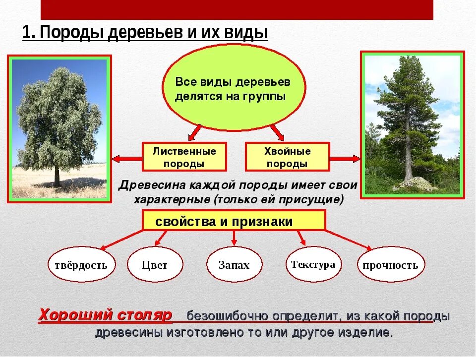 Соответствие лес