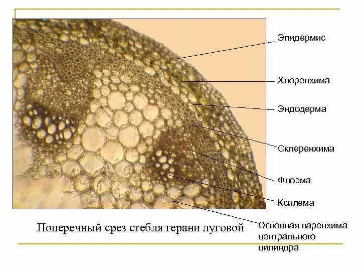 Склеренхима ксилема флоэма