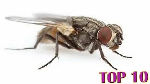 I had a fly