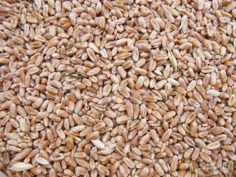 Семена зерновых культур. Пшеница, рожь, ячмень, овес, кукуруза. Рожь. Зерносмесь горох ячмень овес. Пшеница, рожь, рис, овес, кукуруза, ячмень, просо,.