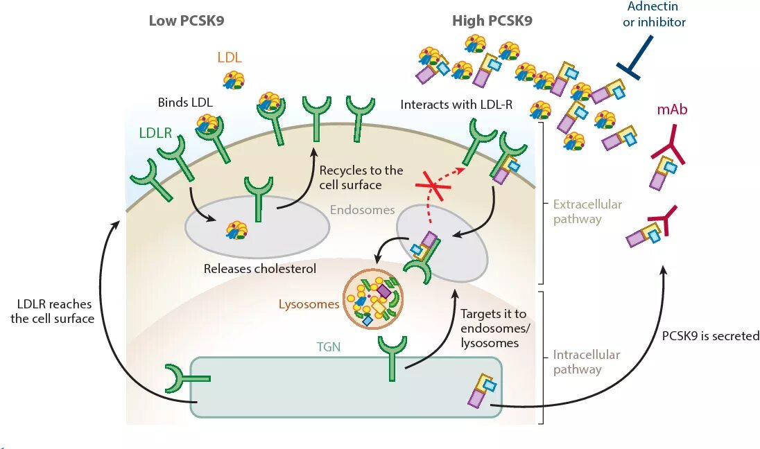 Ингибиторы белка pcsk9. Ингибиторы pcsk9 механизм действия. Блокаторы pcsk9 механизм действия. Ингибиторы pcsk9