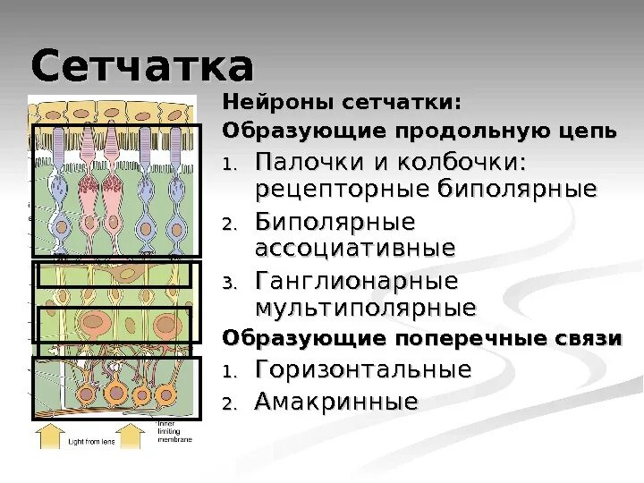 Сетчатка тело функции. Функции амакриновых клеток сетчатки. Нейроны сетчатки. Ассоциативные Нейроны сетчатки. Нейронное строение сетчатки.