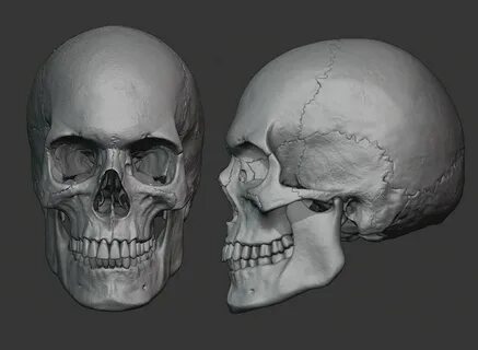 Skull 3d model