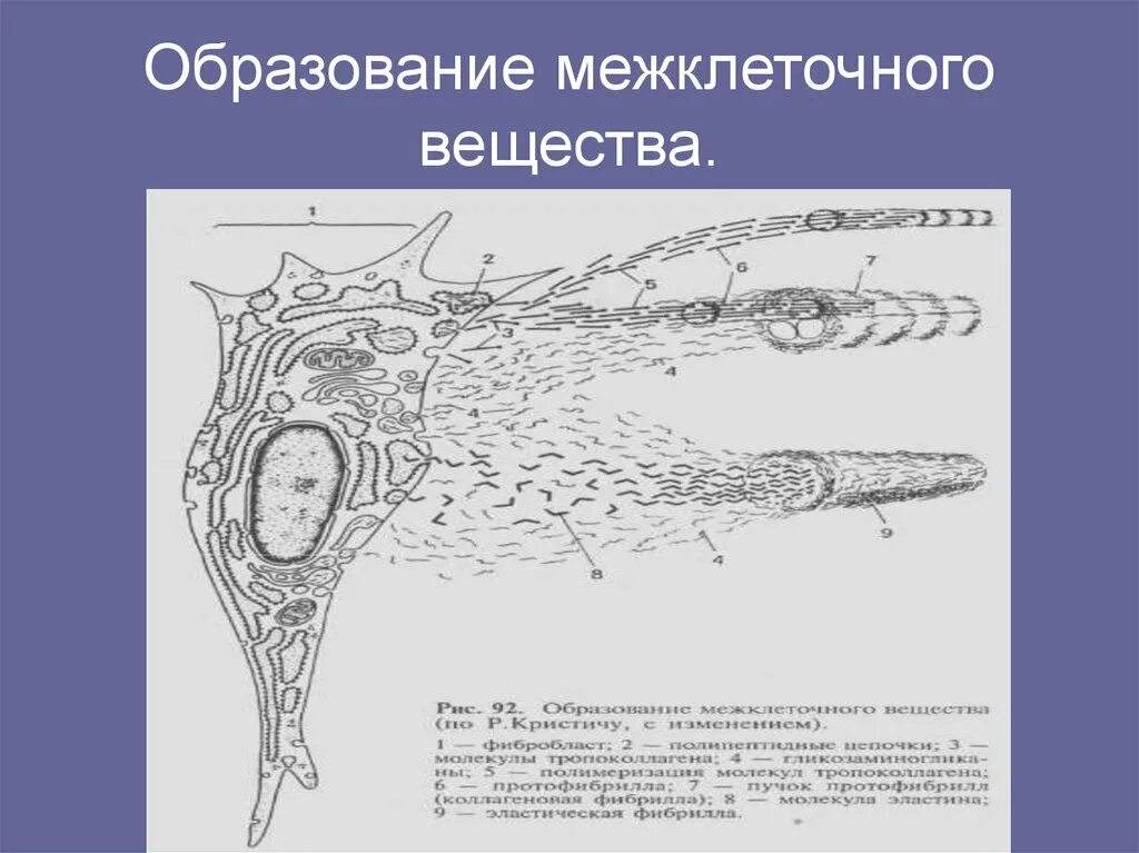 Хорошо образует межклеточное вещество. Пластинчатая костная ткань коллагеновые волокна. Хорошо образует межклеточное вещество. Фиброциты фибробласты фиброкласты. Состав межклеточного вещества хрящевой ткани.