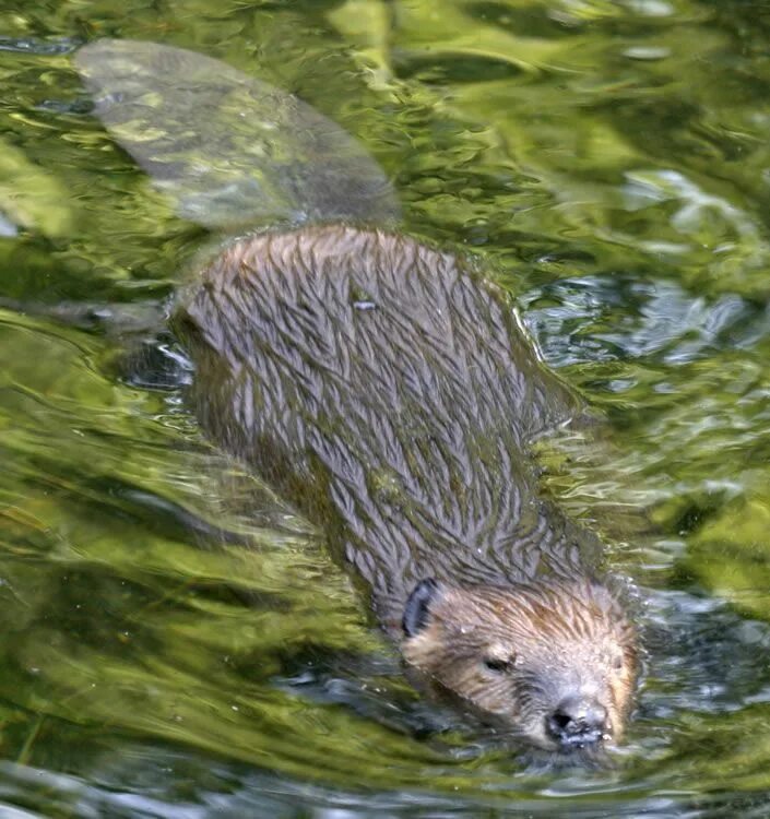 Free Images : river, wildlife, mammal, rodent, fauna, whiskers, animals, vertebr
