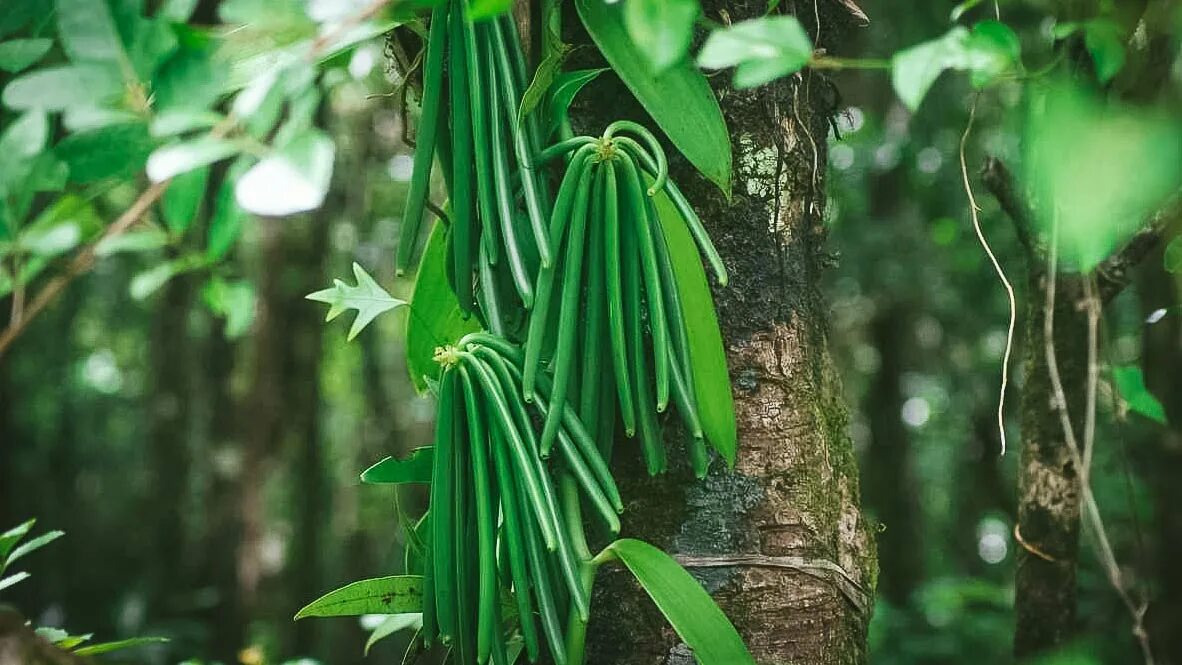 Vanilla pompona. Ваниль в природе. Ваниль в природе фото. Ваниль v. planifolia плантации.