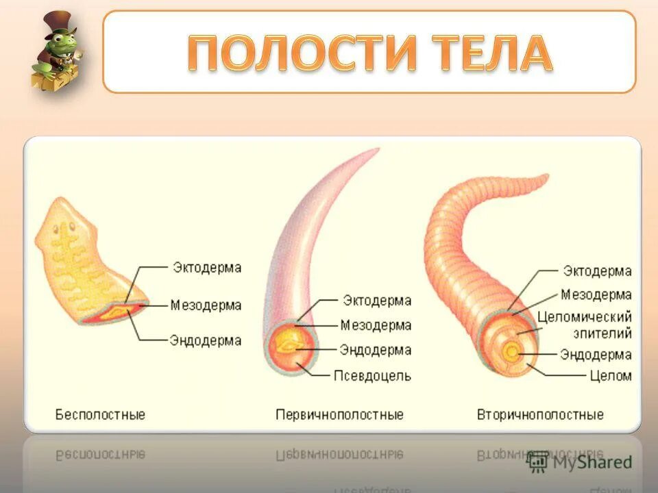 Эволюция полостей тела животных. Полости тела. Первичная и вторичная полость тела. Первичная полость тела человека. Эволюция полости тела животных.