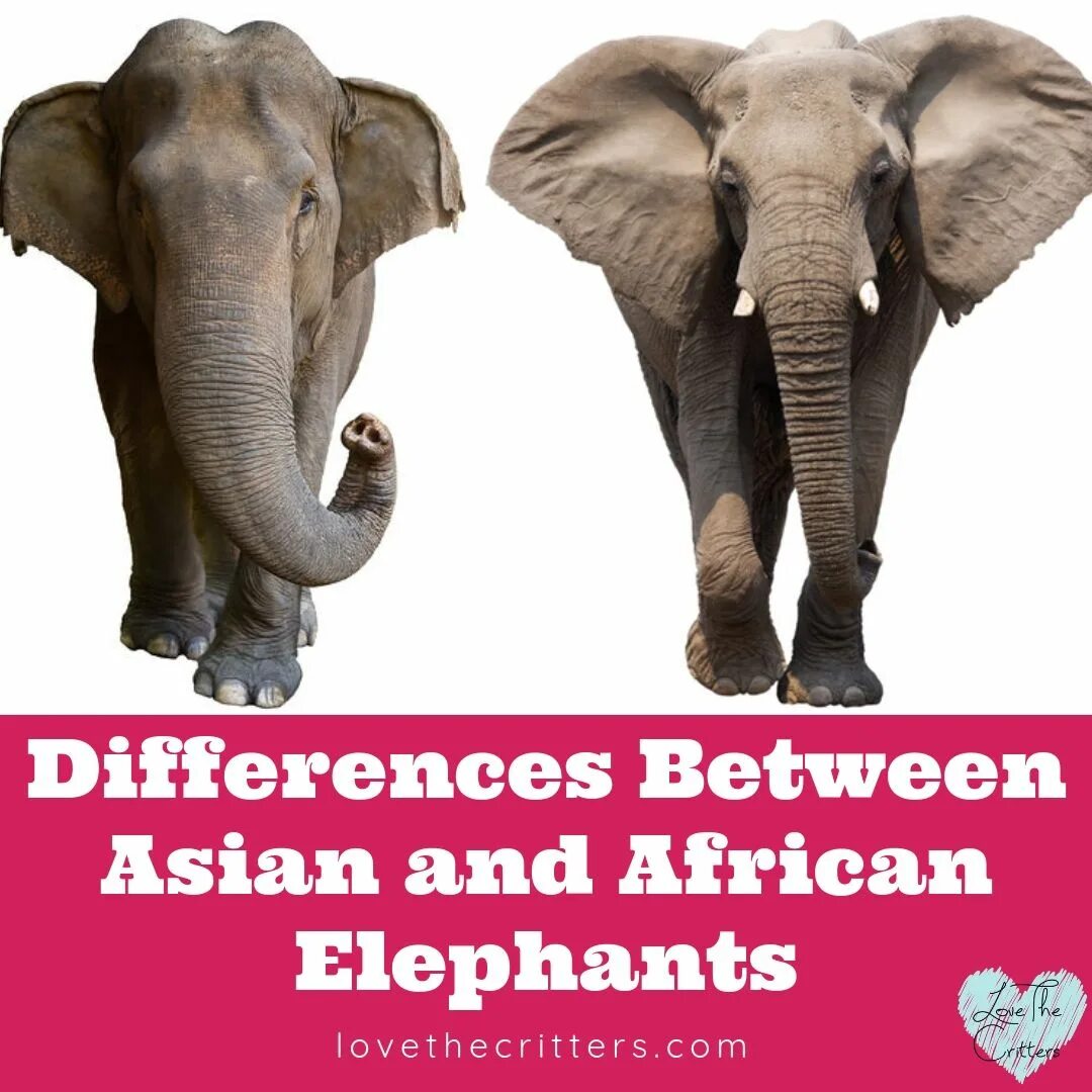 Самец и самка слона. Африканский и индийский слон. Слониха самка. Африканский слон (самка). Чем отличается индийский слон от африканского 1
