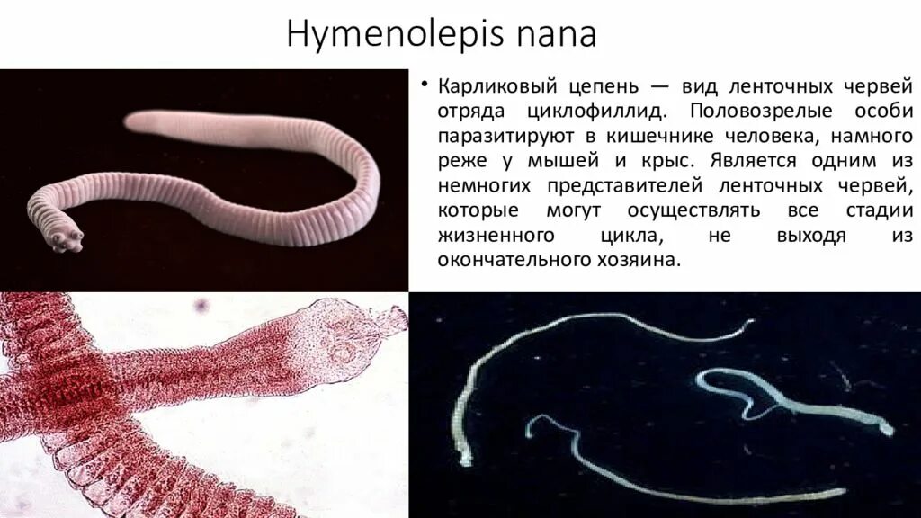 Бычий цепень замкнутая кровеносная система. Hymenolepis Nana – карликовый цепень-гименолепидоз. Ленточные черви паразиты карликовый цепень. Ленточные черви карликовый цепень. Карликовый цепень сколекс.