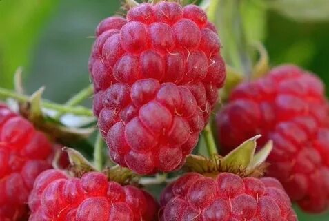 Малина рубиновый гигант