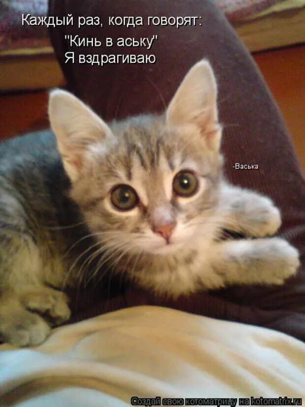 Прикол кот говорит. Котейки с подписями. подпись кошка. прикольные кошки с надписями. смешной кот с подписью.