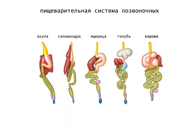 Где начинается процесс пищеварения у позвоночных животных. Пищеварительная система позвоночных схема. эволюция пищеварительной системы позвоночных. эволюция пищеварительной системы хордовых. сравнение пищеварительной системы хордовых.