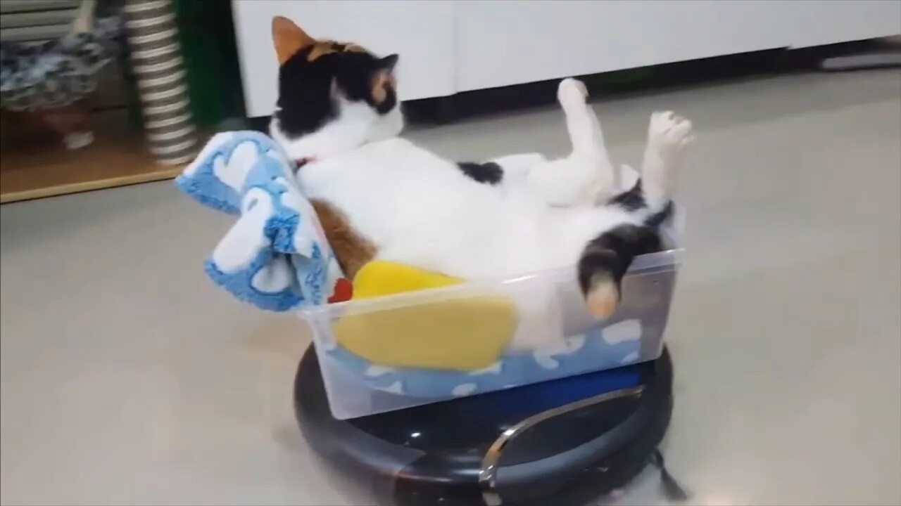 Коты катаются на пылесосе. Кот и пылесос. кот на роботе пылесосе. пылесос гиф. кот на роботе пылесосе гифка.