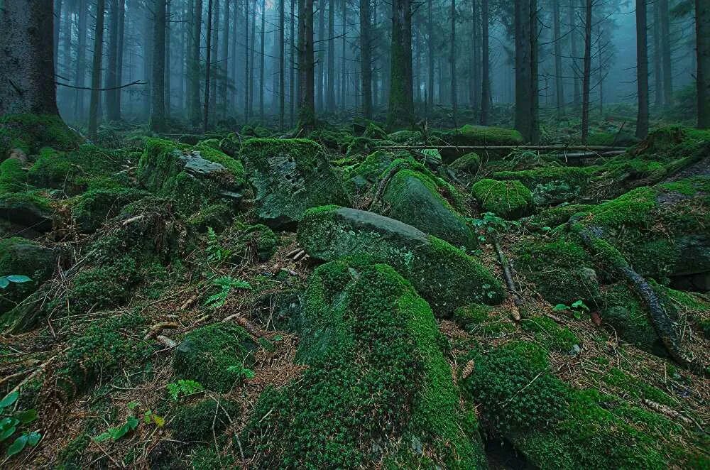 Самый черный лес. Лес Шварцвальд Германия. Шварцвальд темный лес. Тёмный лес Шварцвальд Германия. Лесные просеки Шварцвальд.