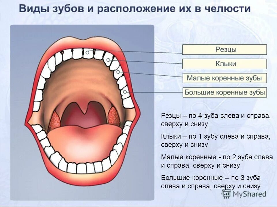 Строение ротовой полости. Ротовая полость анатомия зубы. Ротовая полость строение анатомия зубов. Язык и небо язык и зубы. Язык и небо язык и зубы.