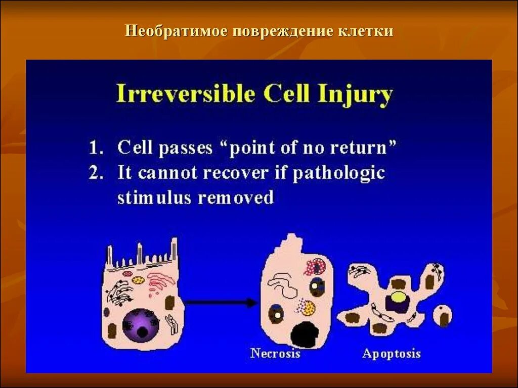 Обратимое повреждение клеток. Обратимые и необратимые повреждения клетки. Необратимые клеточные повреждения. Необратимая проверждний клетки.