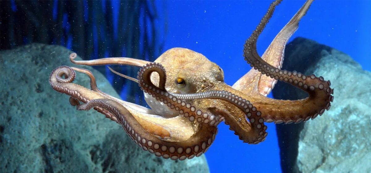 Осьминог это животное или нет. Калифорнийский двупятнистый осьминог. Осьминог в океанариуме. Осьминог большой. Морской осьминог.