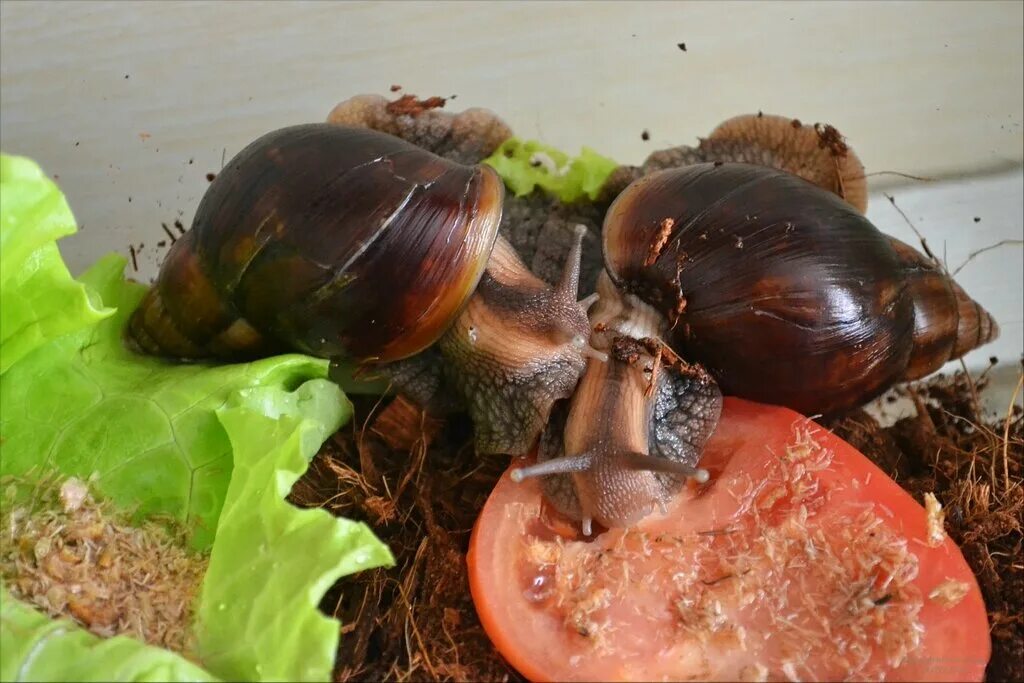 чем питаются сухопутные улитки. слизни на огороде. улитка ест морковь. салатная улитка. ахатина 3 года.