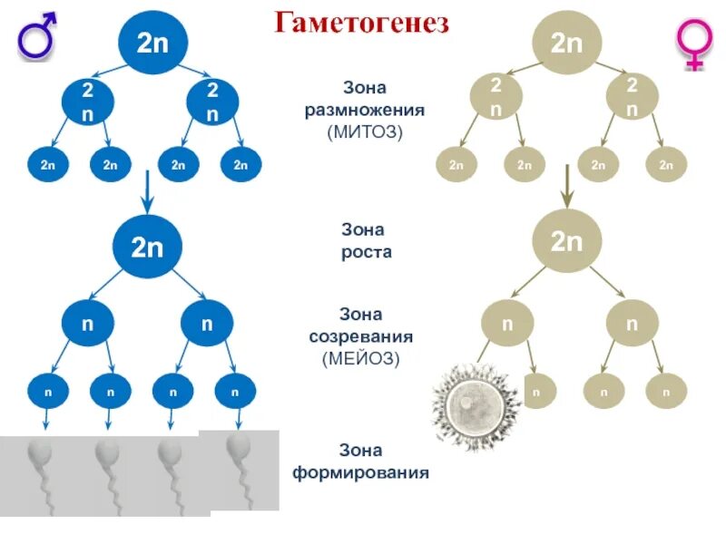 Фазы гаметогенеза процессы. Фазы гаметогенеза процессы