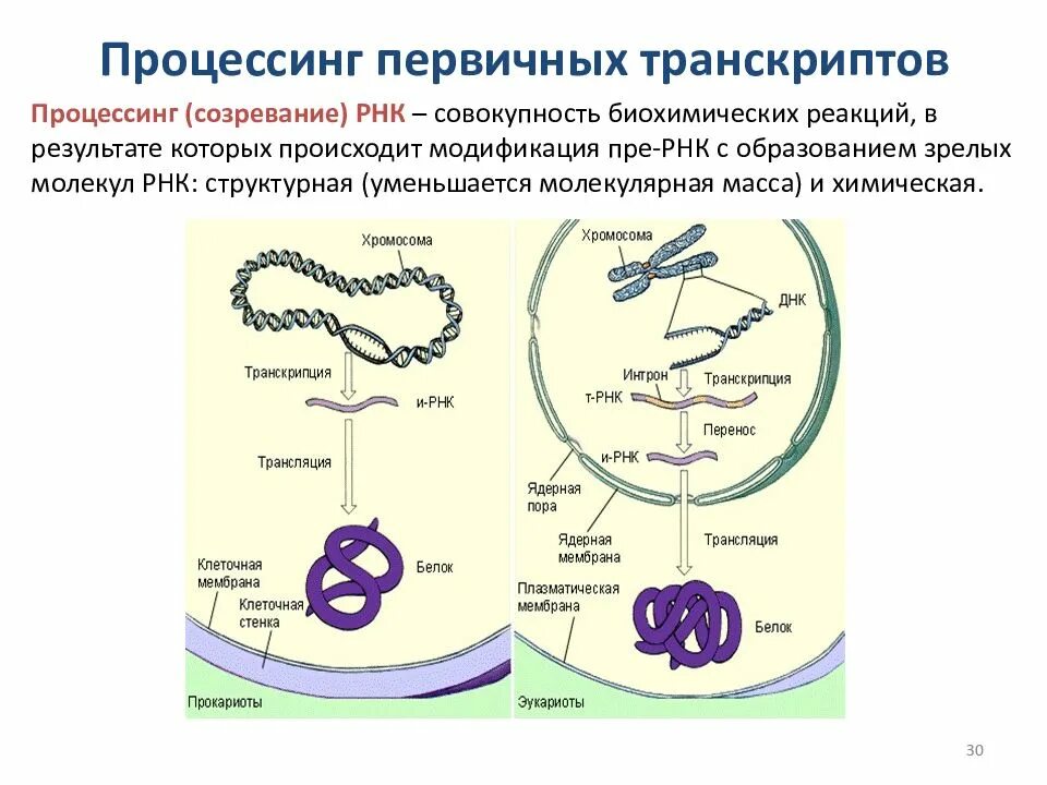 Биосинтез белка схема ЕГЭ биология. Синтез белка транскрипция и трансляция. Этапы биосинтеза белка процессинг. Процессинг РНК В биосинтезе белка. Последовательность этапов процессинга