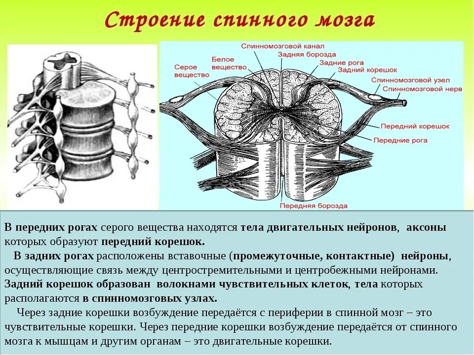 Промежуточные нервные узлы. Функции передних и задних Корешков спинного мозга. Строение заднего корешка спинного мозга. Задние корешки спинного мозга функции. Функции передних Корешков спинномозговых нервов.