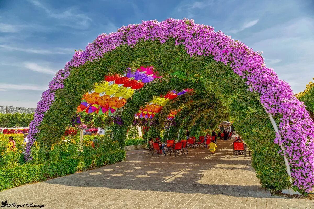 Dubai Miracle Garden амфитеатр. Цветочный парк Дубаи петунии. Дубай парк Гарден Павлины. Евпатория цветочный парк. Арка для петуньи