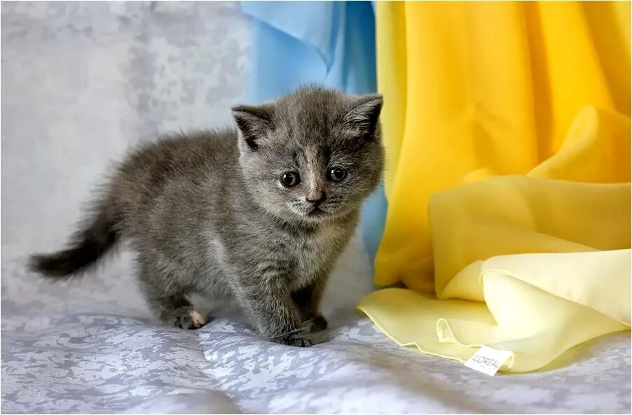 Котики 1. Барс кот. Котята и месяц. Рыжий кот. Британские котята полосатые 1мес.