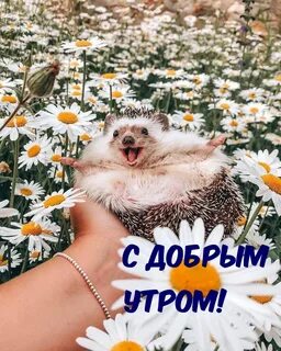 Доброе утро картинки позитивные прикольные смешные весенние