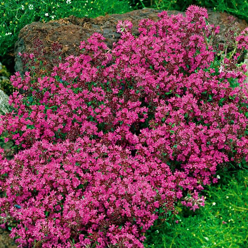 Тимьян сорта описание. Тимьян ползучий (thymus serpyllum `albus`). Тимьян альбифлорус. Тимьян сорта описание. Тимьян фредо.