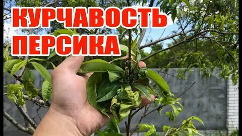 Средство от курчавости персика