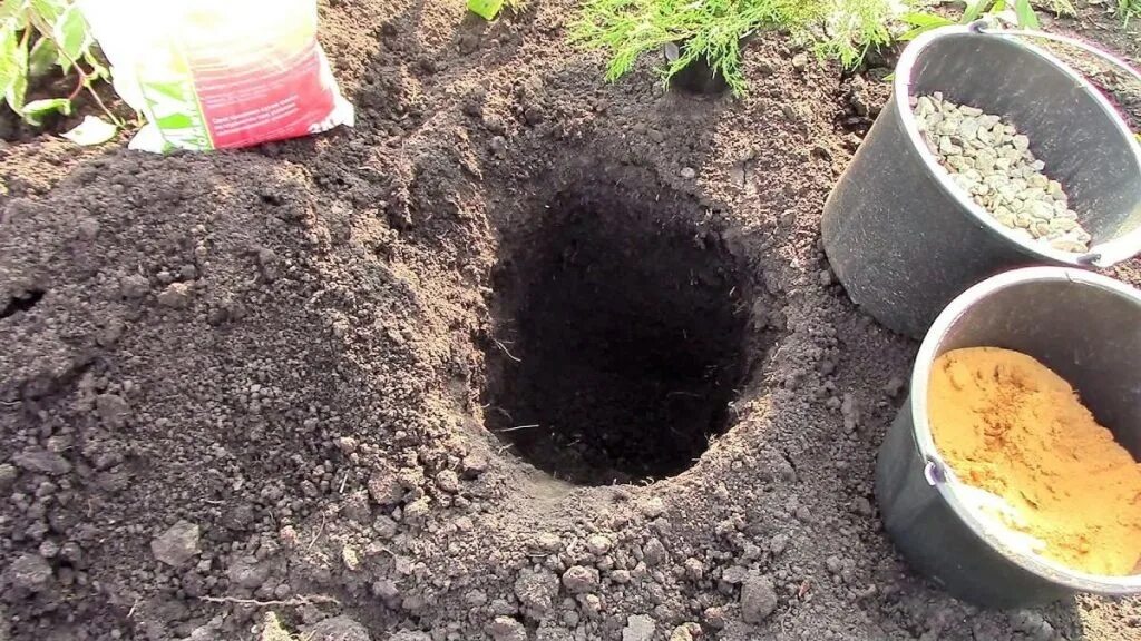 Какую яму для смородины