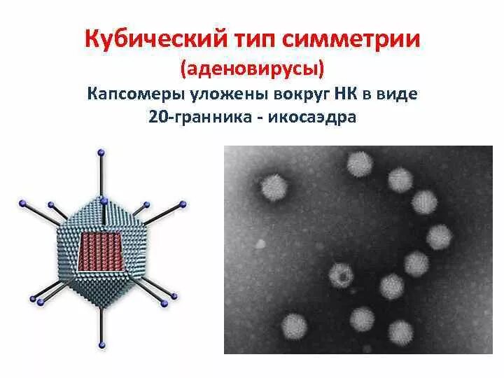 Кубический капсид. Кубический капсид