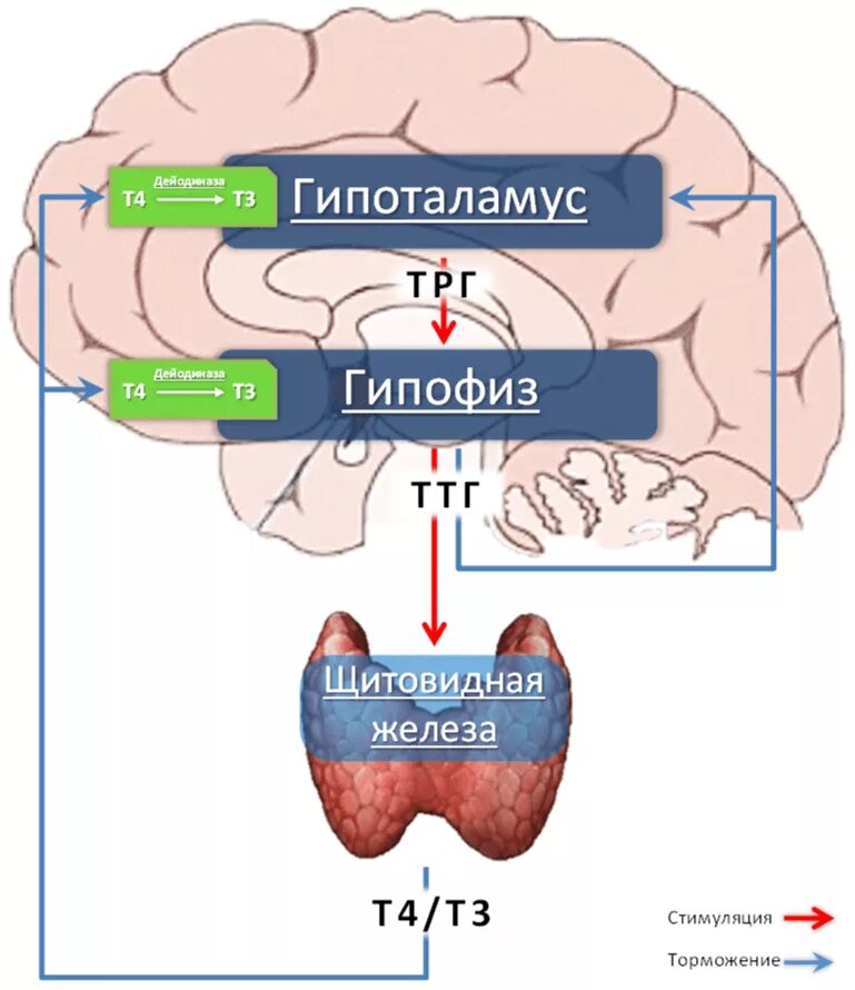 Гипоталамус гипофиз щитовидная железа схема. Регуляция выработки гормонов щитовидной железы. Функциональная ось гипоталамус-гипофиз-щитовидная железа. Регуляция гормонов щитовидной железы схема. Тиреотропный гормон гипофиза