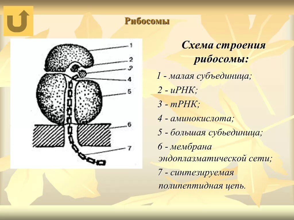 Структура образующая рибосомы. Рибосомы строение и функции. строение рибосом и их функции. строение, структура, функции рибосом.. строение субъединица рибосомы.