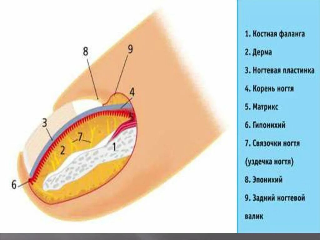 Ногтевой покров. Схема внутреннего строения аппарата ногтя. Строение ногтевой пластины анатомия. Строение ногтя и ногтевой пластины анатомия. Внутреннее строение ногтя.