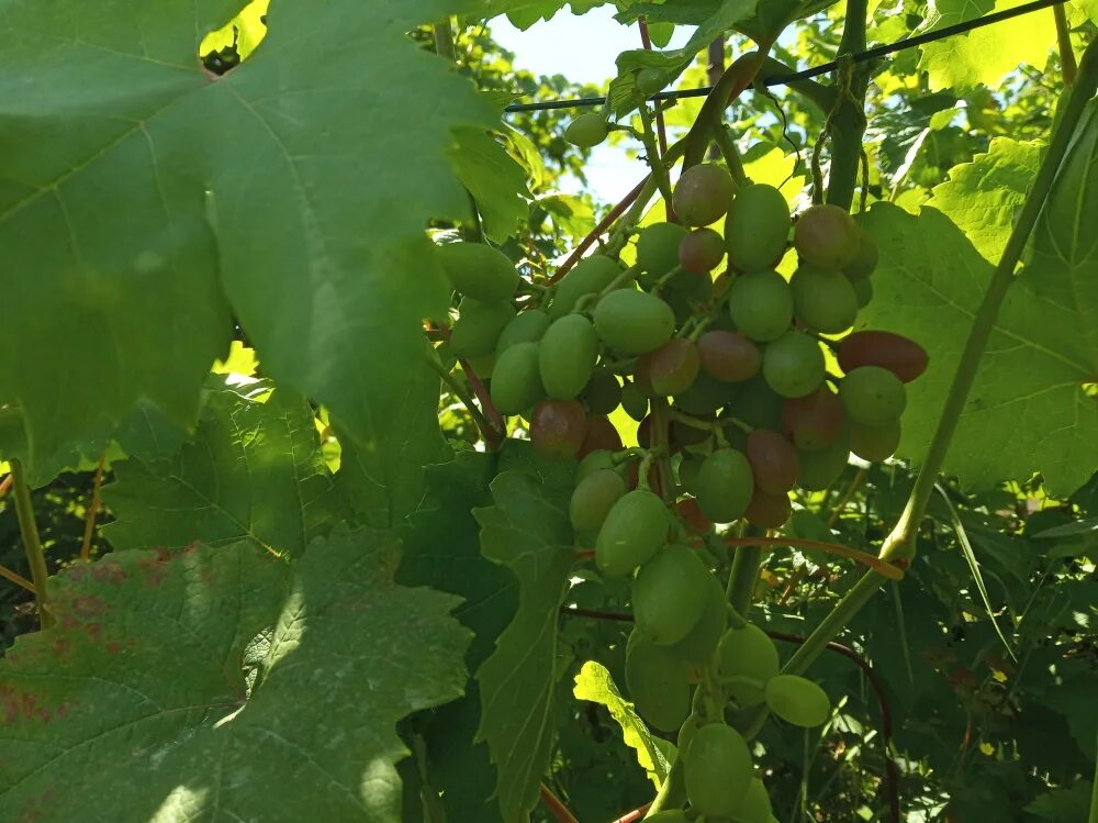 Виноград артек. Виноград артек. Виноград гусар описание сорта. Сорт винограда румын гусева с э. Сорт винограда придорожный.