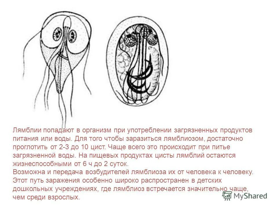 лямблия строение жизненный цикл. 21 век лямблии. цикл развития лямблии. Lamblia intestinalis строение.