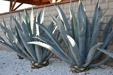 Agave