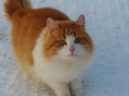 Имена для рыже белых котят