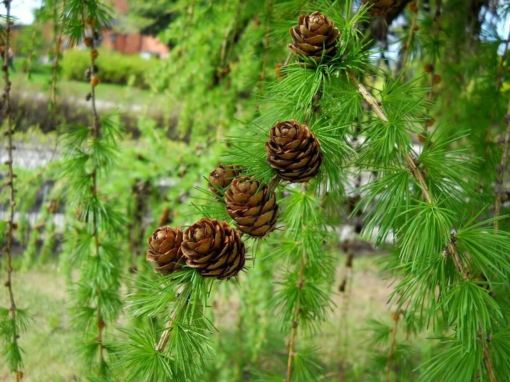 Собранные лиственных. Лиственница Сибирская Larix sibirica. Лиственница Сибирская Бригантина. Лиственница Сибирская шишки. Лиственница Кемпфера шишки.