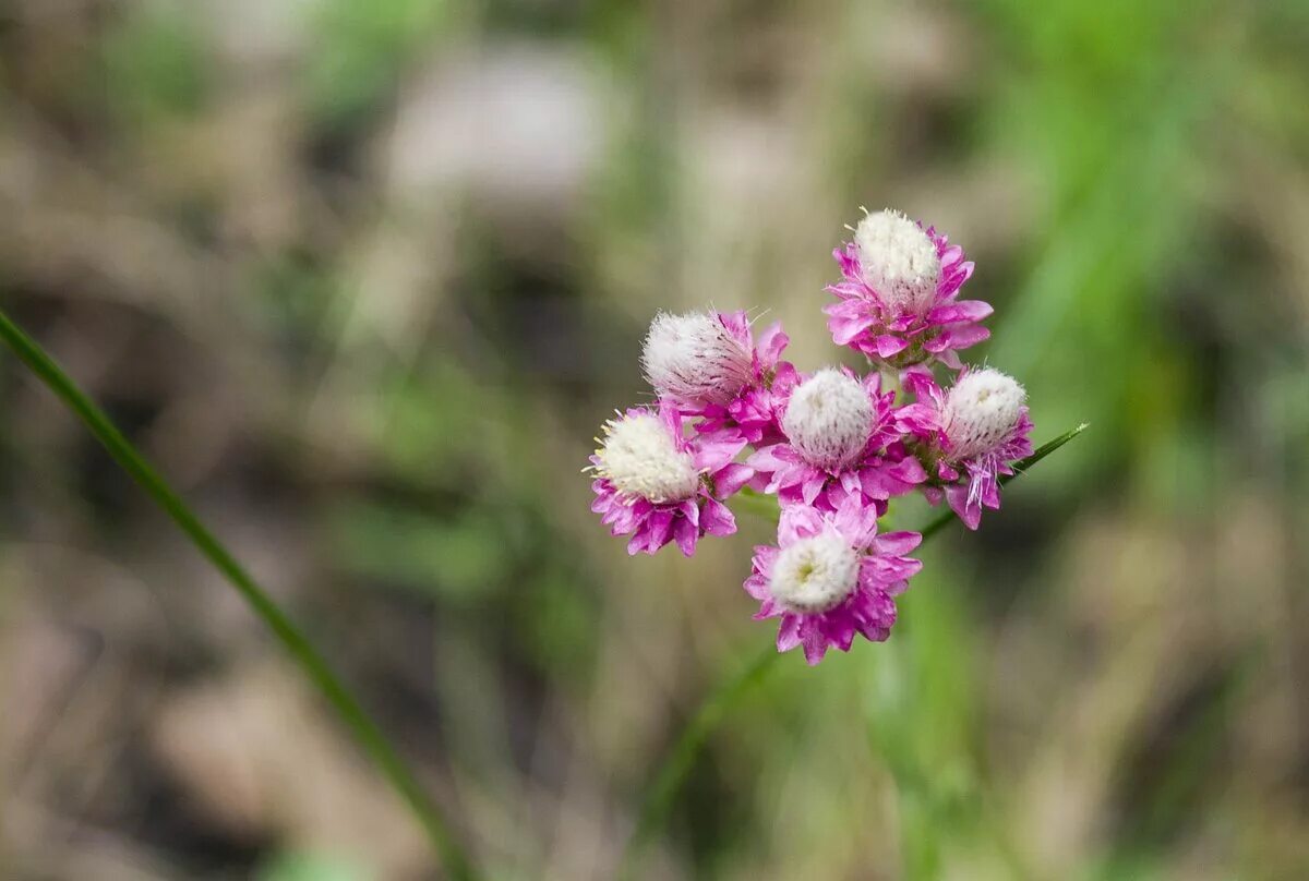 Лапк. Антеннария (кошачья лапка) alba. кошачья лапка двудомная antennaria dioica. антеннария двудомная рубра.