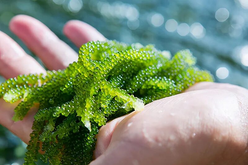 Маленькие водоросли. Уми Будо водоросли. Фукус морской виноград. Морской виноград — уми Будо. Зеленый виноград морской.